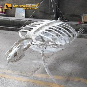 MY DINO as-063 fosil kura-kura Archelon kerangka hewan 3d tiruan tinggi buatan - Product Image 5