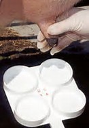 Tấm thử nghiệm viêm vú cho lấy mẫu sữa bò nhựa gia súc viêm vú thử nghiệm mái chèo thử nghiệm - Product Image 6