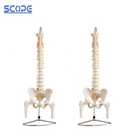 SC-A1020 squelette humain colonne vertébrale taille réelle colonne vertébrale bassin demi-jambe os modèle anatomique
