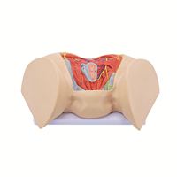 Modèle de muscle périnéal féminin KyrenMed modèle d'anatomie génitale taille réelle organe reproducteur féminin modèle d'organes éducatifs médicaux