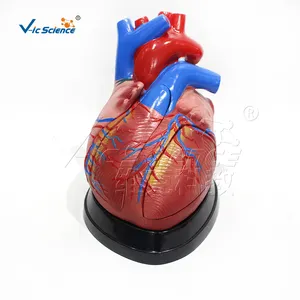 중국산 중형 인간 심장 모델 학교 교육 중형 심장 해부학 모델