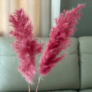 <span class=keywords><strong>Pampa</strong></span> Natural seca para decoración del hogar, hierba pequeña para decoración de boda, gran oferta de Amazon Ins - Product Image 4