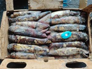 Calamar du Pacifique Sud Congelé 100-300g, Pêché en Haute Mer, Entier, Rond, Congelé, Norme d'Exportation - Product Image 1