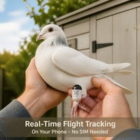 Traceur GPS mondial étanche pour oiseaux avec suivi en temps réel gratuit à vie et longue autonomie de batterie, sans carte SIM requise, pour pigeons/colibris