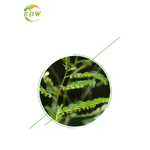 Phyllanthus Urinaria Extract 8:1 Phyllanthus Urinaria Herb Plant High Quality Fresh Goods Large Stock Factory Supply