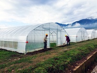 Rumah Kaca Plastik Polytunnel Tahan Angin Kencang dengan Sistem Pasang di Tanah untuk Proyek Pertanian Pedesaan