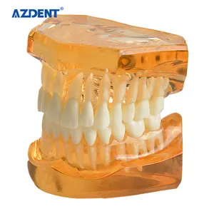 Оптовая цена, пластиковая прозрачная стандартная пластиковая зубная модель зубов