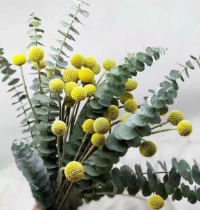 Long-Lasting Button Flower Yunnan Factory High Quality Direct Bulk Dried Craspedia One-Stop Custom for Wedding Home Office Decor - Product Image 2