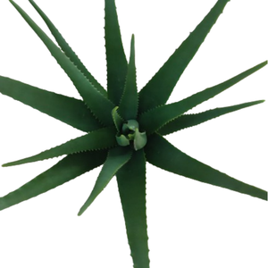 Suculentas artificiales Estilo nórdico ins interior sala <span class=keywords><strong>de</strong></span> estar tienda ventana decoración simulación aloe <span class=keywords><strong>vera</strong></span> en maceta - Product Image 5
