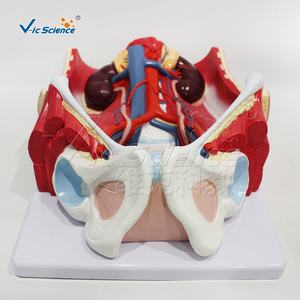 Modelo Anatómico de Alta Calidad del Sistema Urinario Masculino, Modelo <span class=keywords><strong>Humano</strong></span> para Enseñanza Médica - Product Image 5