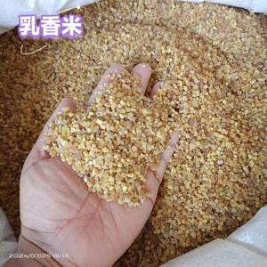 Doğal bucenbucengözyaşları - Product Image 4