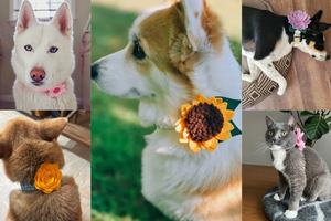 อุ<span class=keywords><strong>ป</strong></span>กรณ์เสริมสำหรับสัตว์เลี้ยงที่ถอดออกได้ลายลูกแมวข<span class=keywords><strong>น</strong></span>าดเล็กปลอกคอสุ<span class=keywords><strong>น</strong></span>ัข<span class=keywords><strong>ดอกไม้</strong></span>ผ้าสักหลาดที่แ<span class=keywords><strong>น</strong></span>บมากับ<span class=keywords><strong>ดอกไม้</strong></span>สำหรับงา<span class=keywords><strong>น</strong></span>แต่งงา<span class=keywords><strong>น</strong></span>ของขวัญสัตว์เลี้ยงวาเล<span class=keywords><strong>น</strong></span>ไท<span class=keywords><strong>น</strong></span>์ - Product Image 6