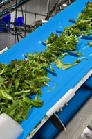 Bande transporteuse en polyuréthane résistant à l'huile pour transformation des aliments pour pommes de terre