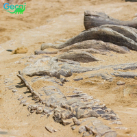 Réplique de dinosaure véritable Gecai et os de squelette de diosaure