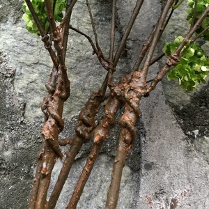 Huaxian Art Expo <b>Artificial</b> <b>Hydrangea</b> Branches Snowball Green Silk Flowers Home Decor 8-Head Vines Forest Style - Product Image 3