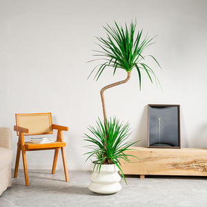 Pot de fleurs en plastique sur pied, grand, épaissi, spécial pour oiseaux de paradis, salon, balcon, pot de plantation, résistant au four - Product Image 2