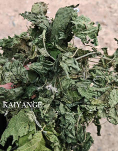 KAIYANGE Feuilles de marrue entières séchées naturellement à la machine, sans additifs, pour <span class=keywords><strong>tisane</strong></span>, vente en gros, approvisionnement direct, meilleurs produits botaniques - Product Image 2