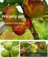 OEM Natuurlijk Zoete, Vezelrijke Fruitschijfjes voor Gezonde Snacks en Dagelijkse Voeding, Gedroogde Vijgenschijfjes, Gedroogd Fruit