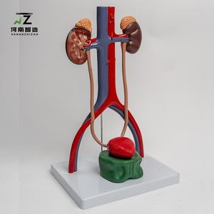 Modelo del Sistema Genitourinario, Molde Anatómico de Riñón para la Enseñanza Tridimensional de la Estructura Vesicoureteral - Product Image 4