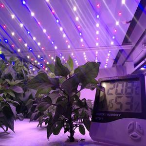 40HQ Container Tự Động Thủy Canh Xanh Thức Ăn Gia Súc Hệ Thống Máy - Product Image 3