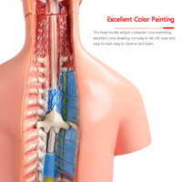 Modelo Anatómico de PVC de 85 cm para Ciencias Médicas - 23 Partes, Modelo de Torso de Ambos Sexos, para Enseñanza Escolar, Demostración Anatómica Detallada