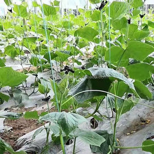 Clips de plantes modernes pour attacher les tomates, les herbes, les fleurs, les courgettes et les vignes en PP et HDPE. - Product Image 6