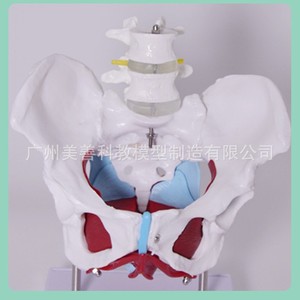Modèle d'anatomie reproductive pelvienne féminine ; structure pelvienne ; deux vertèbres lombaires ; ceinture pelvienne et muscles du plancher pelvien; - Product Image 3
