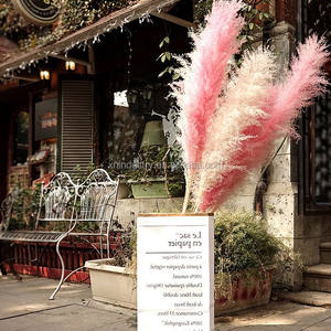 Plumas de Hierba de Pampas <span class=keywords><strong>Cortaderia</strong></span> Secas de Fábrica, 120 cm, Decoración Natural para Bodas y Navidad, Esponjosas - Product Image 2