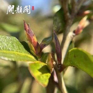 KAIYANGE Yunnan Pu'er DA XUE SHAN ต้นไม้โบราณดอกไม้หน่อดอกไม้สีม่วงชากาเมลเลีย ZI <span class=keywords><strong>YA</strong></span> CHA <span class=keywords><strong>BAO</strong></span> ชาน้ําหวานหอม - Product Image 5