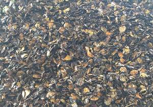 2024 HOT DEAL Residuos de cáscara de nuez de anacardo de alto estándar de proveedor de Vietnam Producto agrícola 100% Natural Vietseafarm VSF_CN - Product Image 6