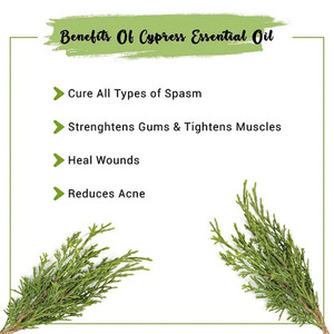 Aceite Esencial de Ciprés (Cupressus <span class=keywords><strong>Sempervirens</strong></span>) Suministrado por Fábrica, Aceite de Ciprés Destilado al Vapor, Aceite de Formulación Terapéutica en China - Product Image 4