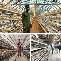 Cage à poules pondeuses de type A, nouvelle conception, capacité 96/160 oiseaux, en acier galvanisé, système de nettoyage automatique