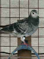 Traceur GPS pour pigeons Parrots Trackr, bague en plastique avec puce, positionnement en temps réel, Bluetooth/WiFi, étanche IP68