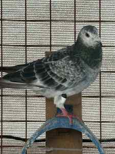 Traceur GPS pour pigeons Parrots <span class=keywords><strong>Trackr</strong></span>, bague en plastique avec puce, positionnement en temps réel, Bluetooth/WiFi, étanche IP68 - Product Image 2