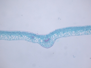 Yulin nhà máy cung cấp cho các trường học giảng dạy sinh học giáo dục Kính hiển vi Glass 10 cái Set thực vật học <span class=keywords><strong>SLIDES</strong></span> - Product Image 3