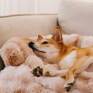 Haute qualité hiver domestique animaux de compagnie chats et chiens doux antidérapant Pet lit couverture chien meubles en peluche Pet canapé coussin - Product Image 5
