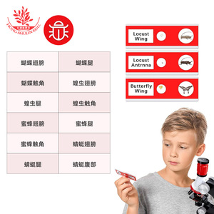 <b>Microscope</b> slides, 12 slides/box, for insect creative science experiments for primary and secondary school students, plastic - Product Image 5
