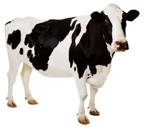 Поставщик корма ранг несколько крупного рогатого скота фермент для корма для животных