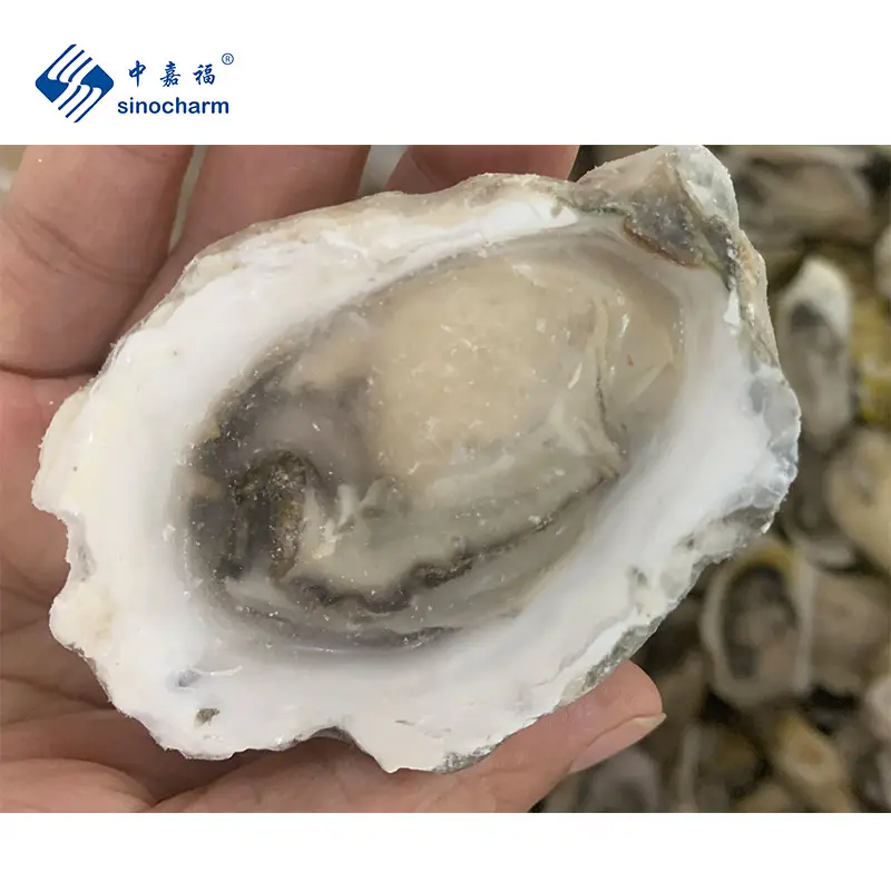 Wholesale Frozen Fresh Half Shell Oyster Frozen Live Shellfish