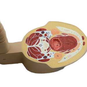 Medizinisches Lehr modell <span class=keywords><strong>Human</strong></span> Skull Cross-Sectional Tomography Model für die Neuro anatomie ausbildung - Product Image 5