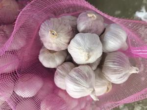 Nuovo Raccolto Aglio Fresco Cinese, Confezione in Cartone, Aglio Bianco Fresco Puro/Normale, Prezzo all'Ingrosso, Fornitore - Product Image 4