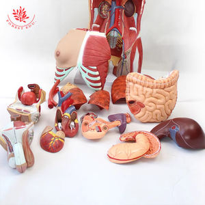 Modelo de Anatomía de Torso Humano, 27 Partes, Espalda Abierta, Muscular, Unisex - Product Image 6