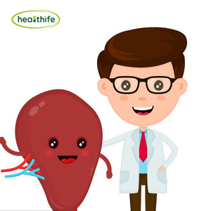 FocusHerb Venda Quente Erva <span class=keywords><strong>Bai</strong></span> <span class=keywords><strong>Zhu</strong></span> Pó 10:1 Rizoma Atractylodis Macrocephalae Extrato - Product Image 3