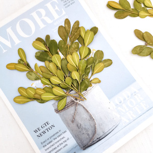 Hojas de <span class=keywords><strong>Buxus</strong></span> Secas y Prensadas Naturales para Resina, Joyería, Manualidades, Especímenes Botánicos, Follaje de Boj para Arte - Product Image 3