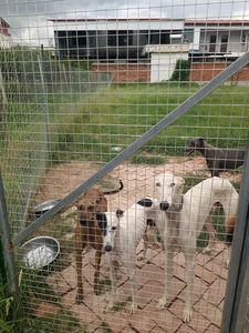 Maille galvanisée à chaud soudée pour clôtures de ferme - Découpe sur mesure disponible - Product Image 6