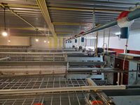 Indonésie 128 Ferme avicole à couches multiples