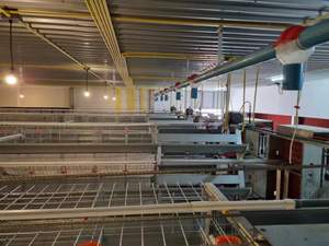 Indonésie 128 Ferme avicole à couches multiples - Product Image 3