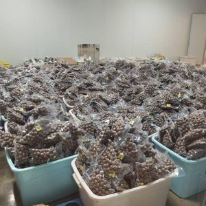 <span class=keywords><strong>Noci</strong></span> di Macadamia all'Ingrosso, <span class=keywords><strong>Noci</strong></span> di Macadamia al Cioccolato, Snack Dolce, <span class=keywords><strong>Noci</strong></span> di Macadamia 1kg Grado Premium A Senza Guscio, <span class=keywords><strong>Prezzo</strong></span> di Fabbrica - Product Image 3