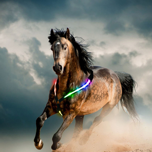 Placa de pecho de caballo USB led, accesorios de nuevo diseño - Product Image 3