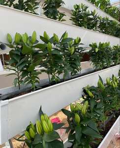 Offres Spéciales Serre Hydroponique Culture <span class=keywords><strong>PVC</strong></span> bac à PLANTES <span class=keywords><strong>tour</strong></span> pour la fraise - Product Image 6